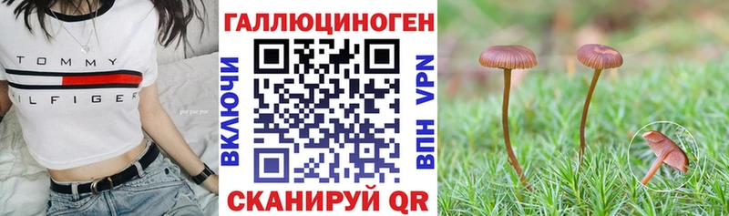 Галлюциногенные грибы Psilocybine cubensis  Сосновка 